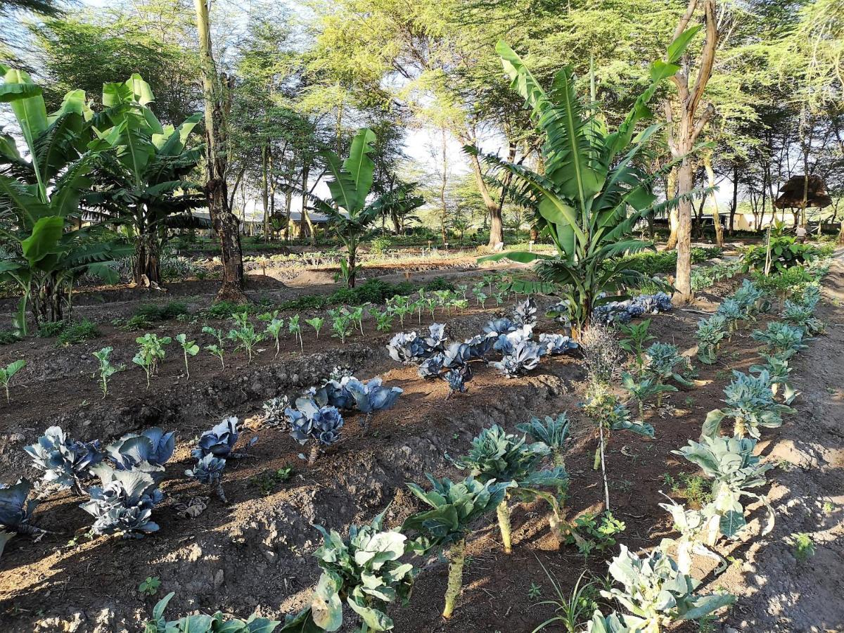 Africa Safari Camping Mto Wa Mbu Exterior foto